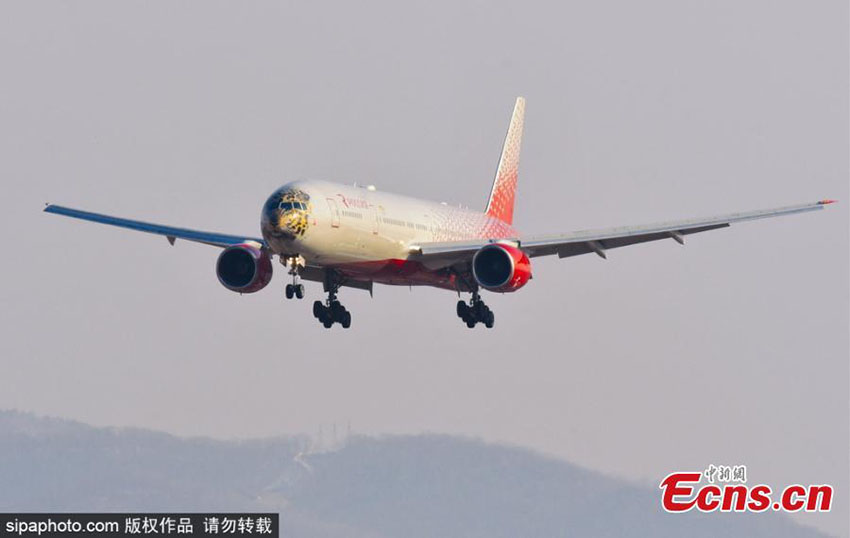 Voando para salvar leopardo mais raro do mundo