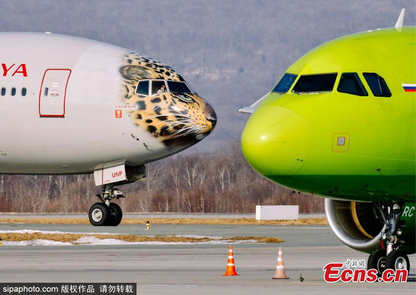 Voando para salvar leopardo mais raro do mundo