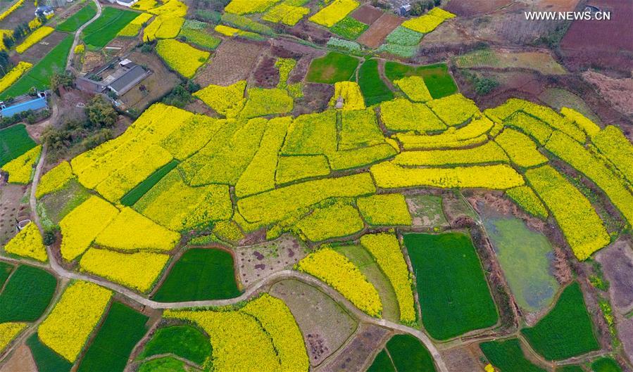 Panorama dos campos floridos no sudoeste da China