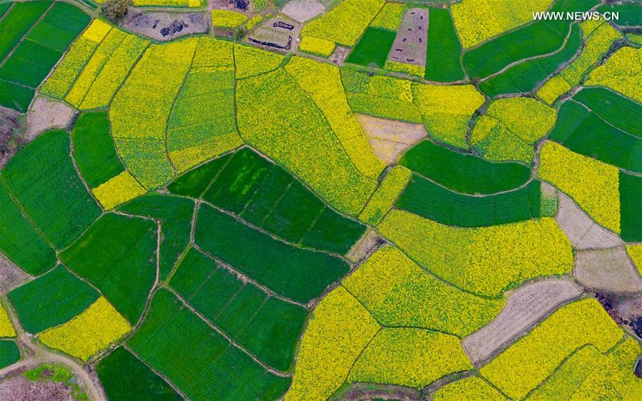 Panorama dos campos floridos no sudoeste da China