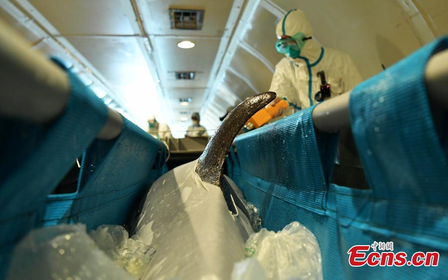 Golfinhos mudam-se para nova casa em Shijiazhuang