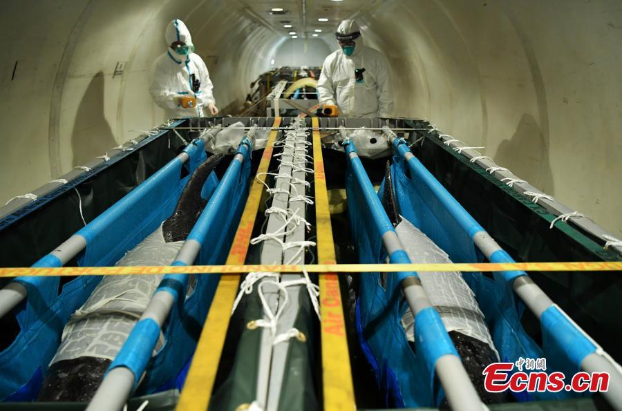 Golfinhos mudam-se para nova casa em Shijiazhuang