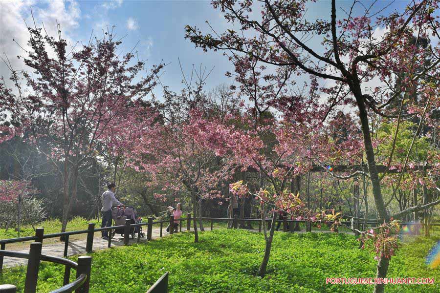 Paisagem da Montanha Ali em Taiwan, no sul da China