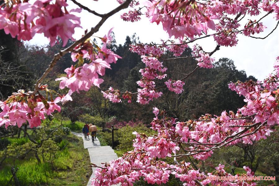 Paisagem da Montanha Ali em Taiwan, no sul da China