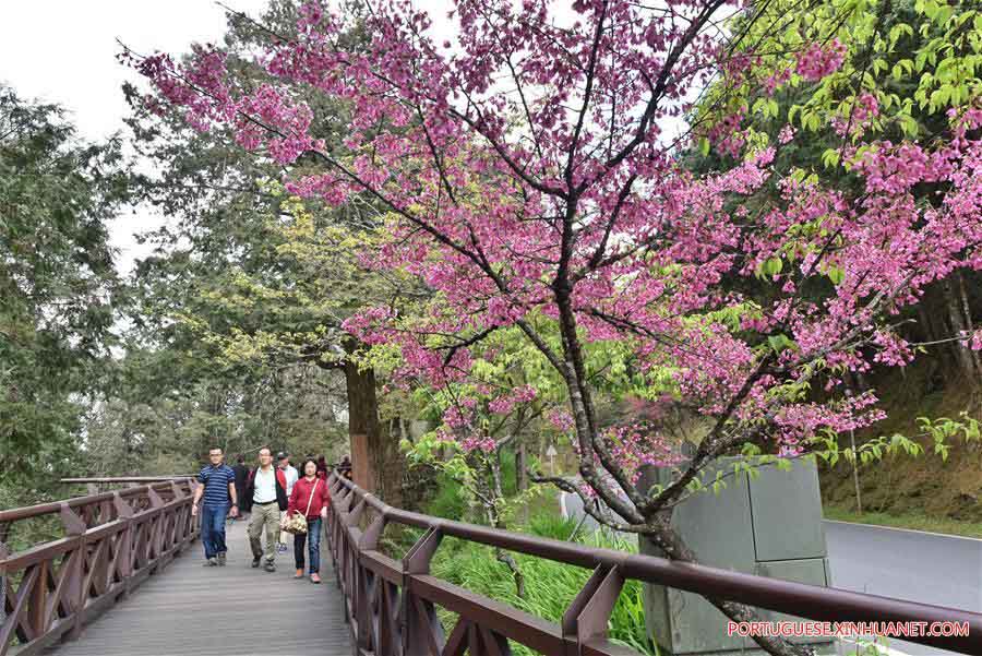 Paisagem da Montanha Ali em Taiwan, no sul da China
