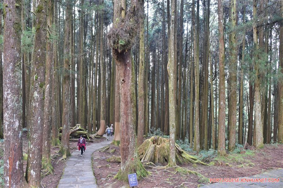 Paisagem da Montanha Ali em Taiwan, no sul da China