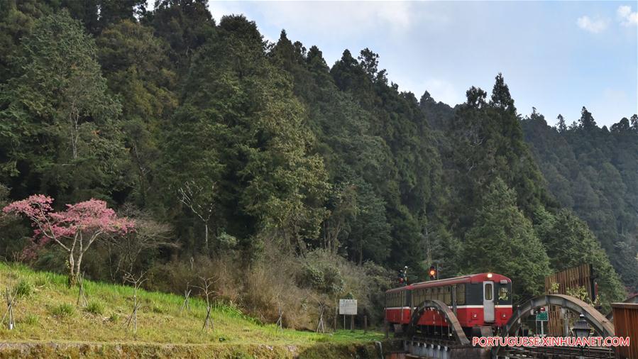 Paisagem da Montanha Ali em Taiwan, no sul da China