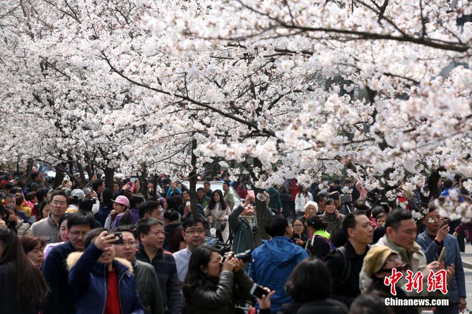 Multid?es juntam-se na Avenida das Flores de Cerejeira de Nanjing para apreciar beleza primaveril