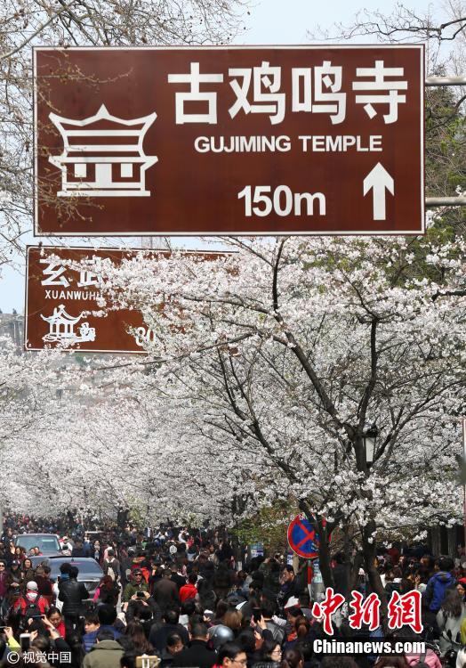 Multid?es juntam-se na Avenida das Flores de Cerejeira de Nanjing para apreciar beleza primaveril