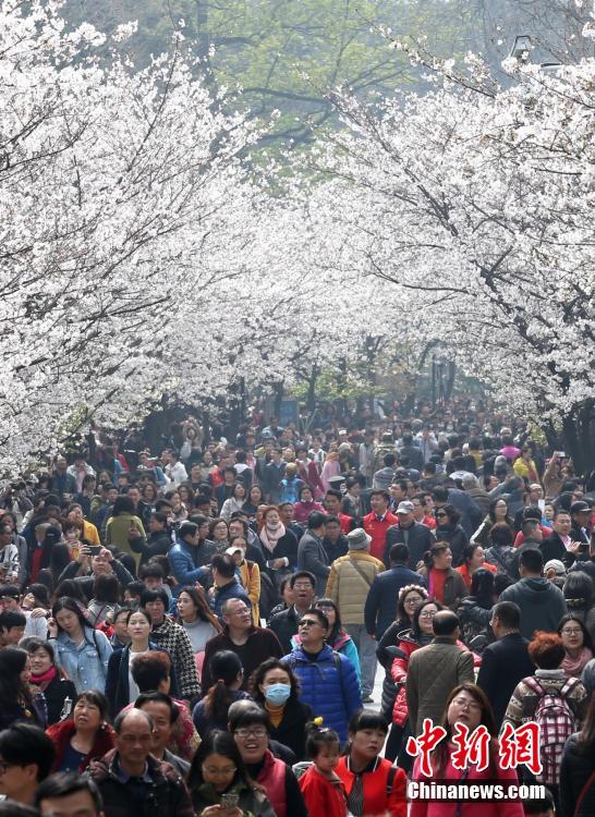 Multid?es juntam-se na Avenida das Flores de Cerejeira de Nanjing para apreciar beleza primaveril