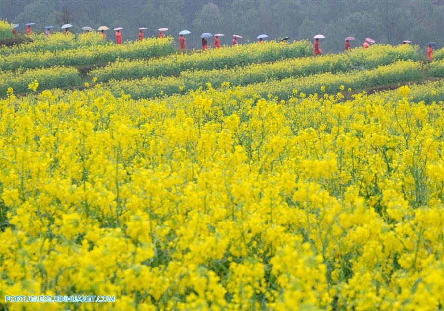 Campos de flores de canola em Zhejiang