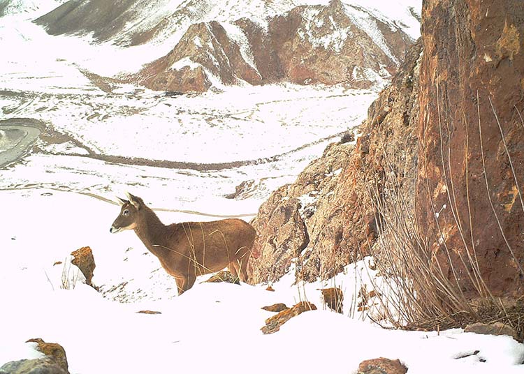 Grande variedade de animais carnívoros habitar?o o próximo parque nacional da China