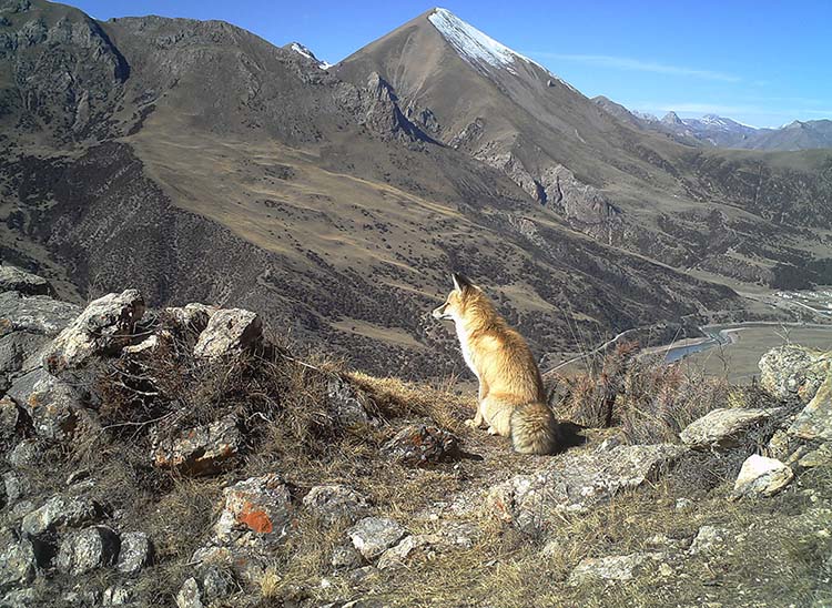 Grande variedade de animais carnívoros habitar?o o próximo parque nacional da China