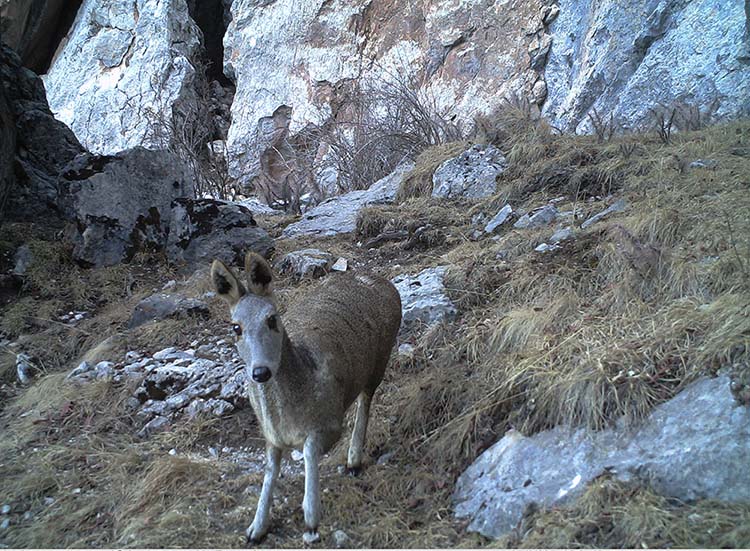 Grande variedade de animais carnívoros habitar?o o próximo parque nacional da China