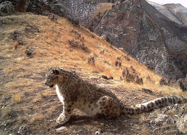 Grande variedade de animais carnívoros habitar?o o próximo parque nacional da China