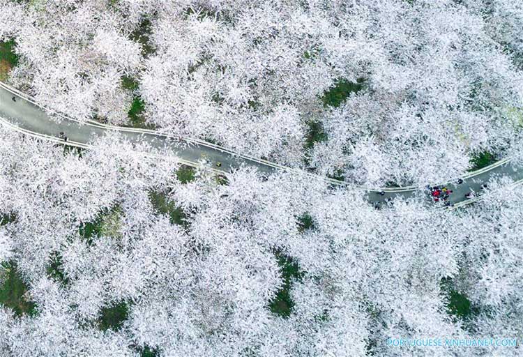 Flores de cerejeira em Guizhou