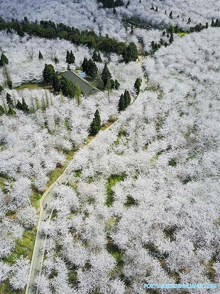 Flores de cerejeira em Guizhou