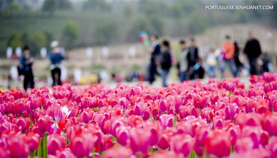 Tulipas em plena flora??o no leste de China