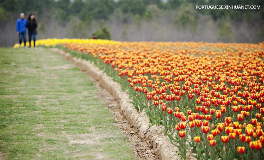 Tulipas em plena flora??o no leste de China