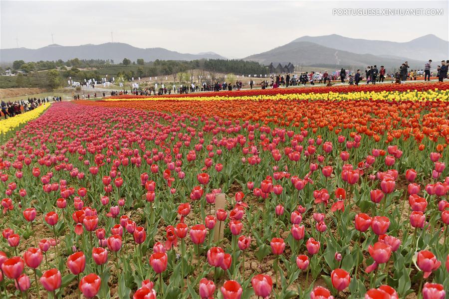 Tulipas em plena flora??o no leste de China