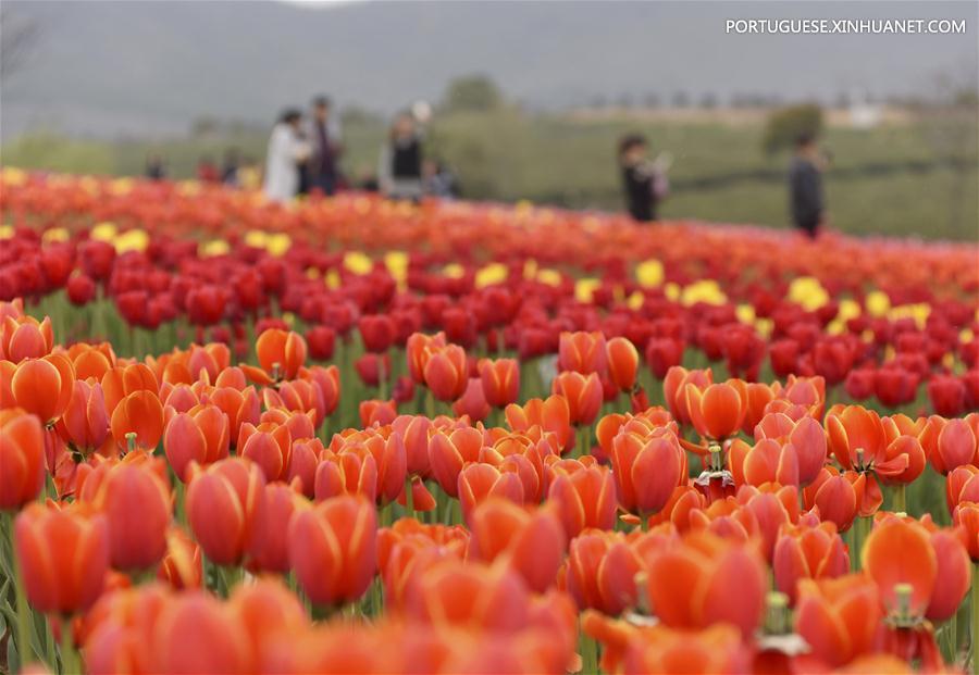 Tulipas em plena flora??o no leste de China