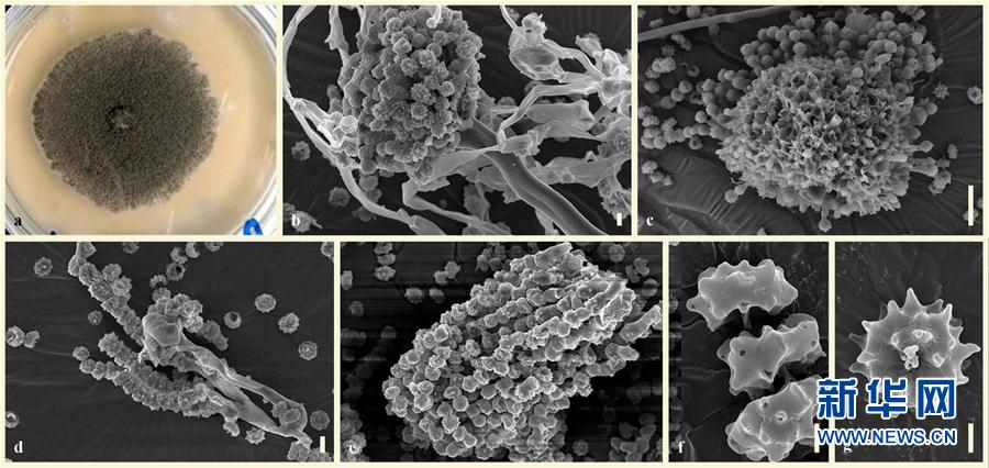 Novo fungo que digere plástico pode resolver o problema de lixo