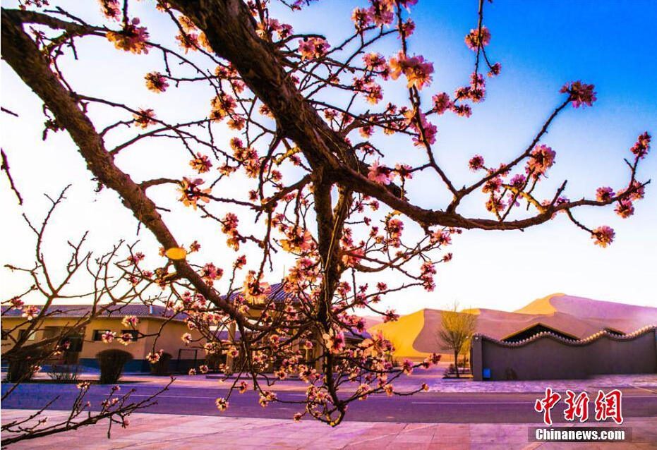 Flores de damasco desabrocham em deserto de Gansu