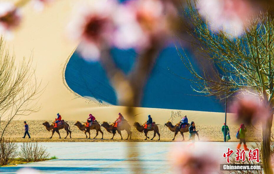 Flores de damasco desabrocham em deserto de Gansu