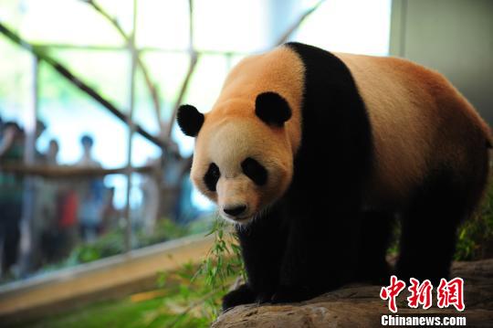 Três pandas nascidos no Jap?o s?o devolvidos ao centro de procria??o na China