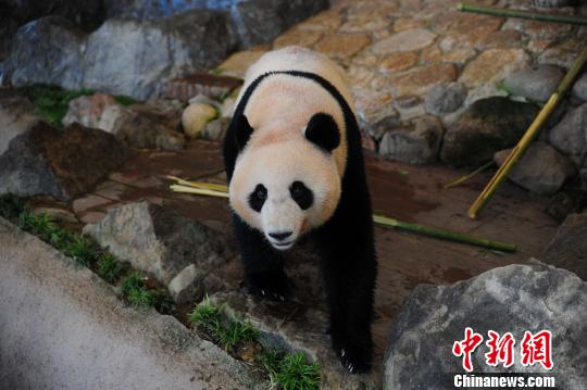 Três pandas nascidos no Jap?o s?o devolvidos ao centro de procria??o na China