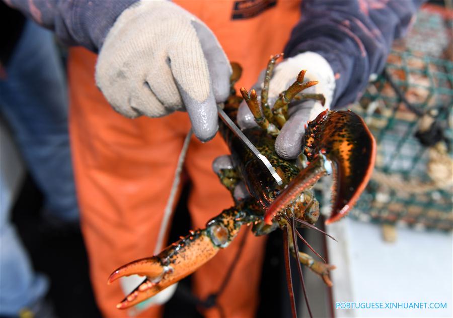 Cresce o número de exporta??es de lagosta dos EUA para a China