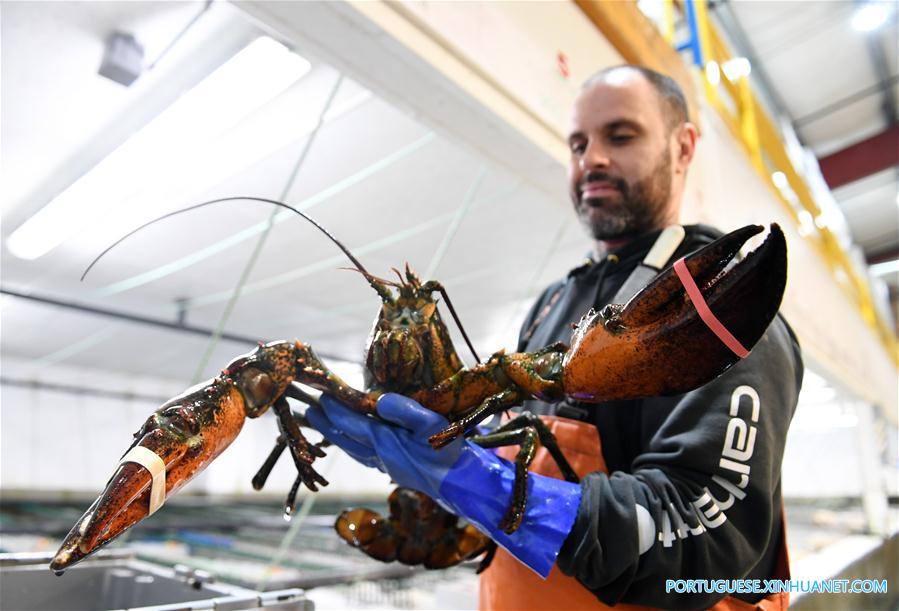 Cresce o número de exporta??es de lagosta dos EUA para a China