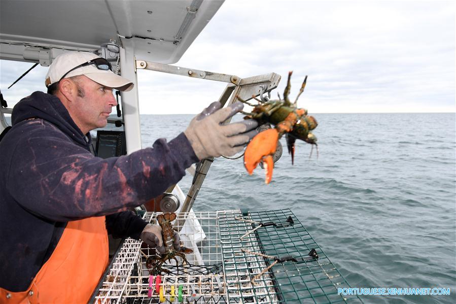 Cresce o número de exporta??es de lagosta dos EUA para a China