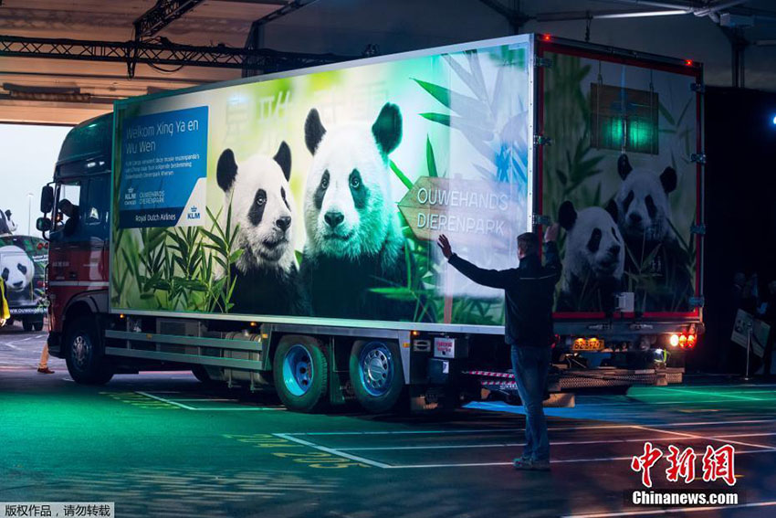 Filhotes de panda gigante se tornam estrelas na Holanda