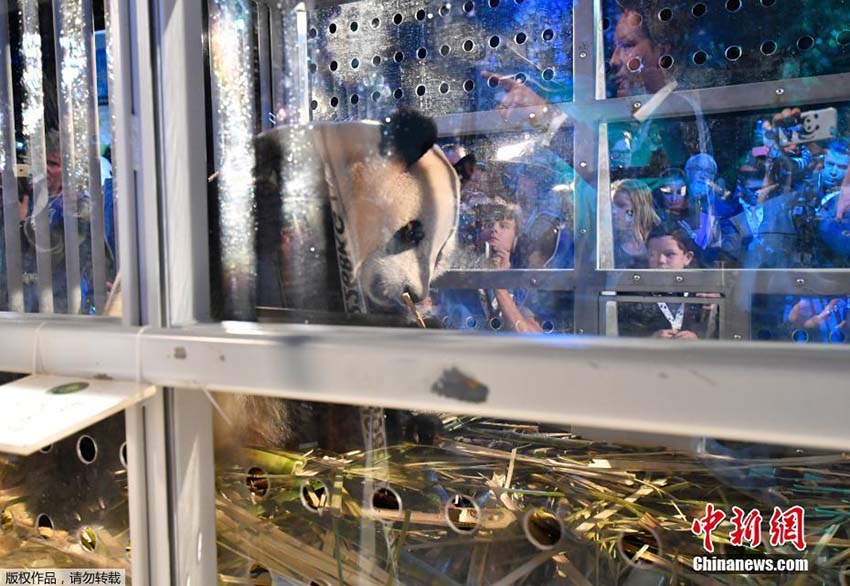 Filhotes de panda gigante se tornam estrelas na Holanda