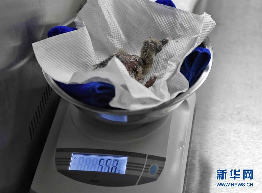 Duas aves íbis-de-crista nascem por incuba??o artificial no sudoeste da China