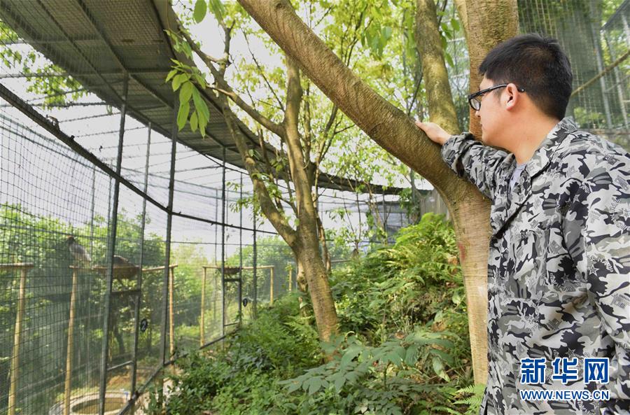 Duas aves íbis-de-crista nascem por incuba??o artificial no sudoeste da China