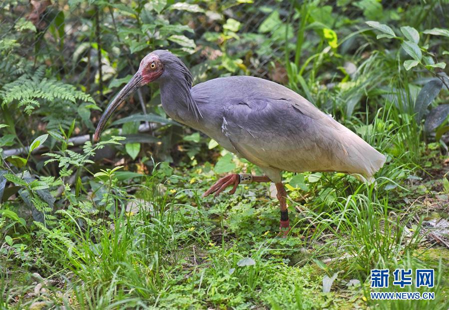Duas aves íbis-de-crista nascem por incuba??o artificial no sudoeste da China
