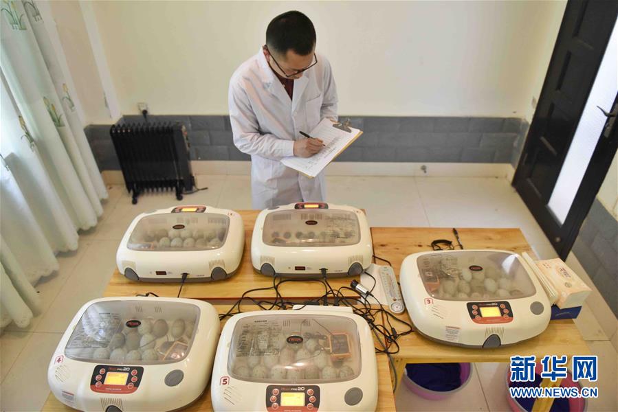 Duas aves íbis-de-crista nascem por incuba??o artificial no sudoeste da China