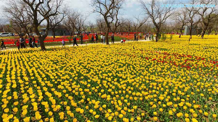 Tulipas atraem visitantes em Gansu