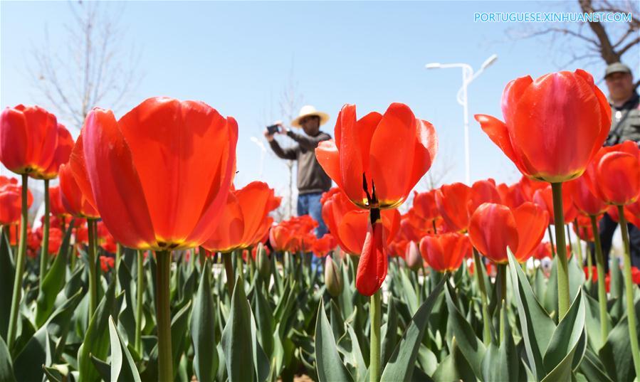 Tulipas atraem visitantes em Gansu