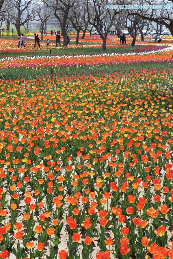 Tulipas atraem visitantes em Gansu
