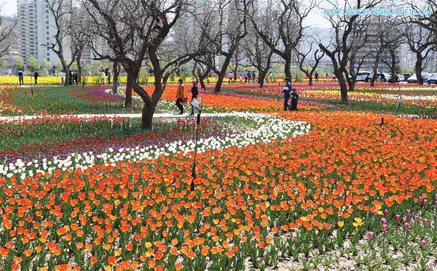 Tulipas atraem visitantes em Gansu