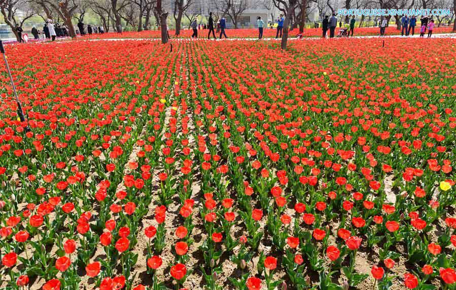 Tulipas atraem visitantes em Gansu