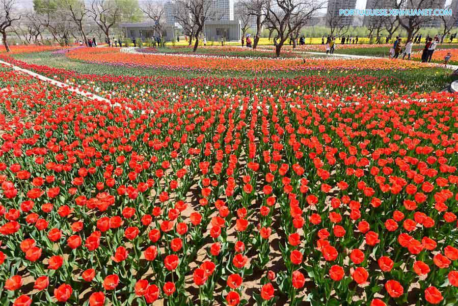Tulipas atraem visitantes em Gansu