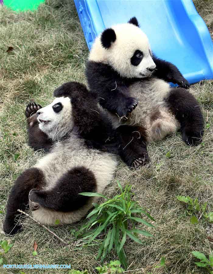 Filhotes de panda recebem nomes de 