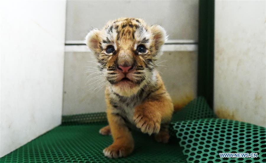 Mais de 50 tigres siberianos nascem em parque de prote??o no nordeste da China