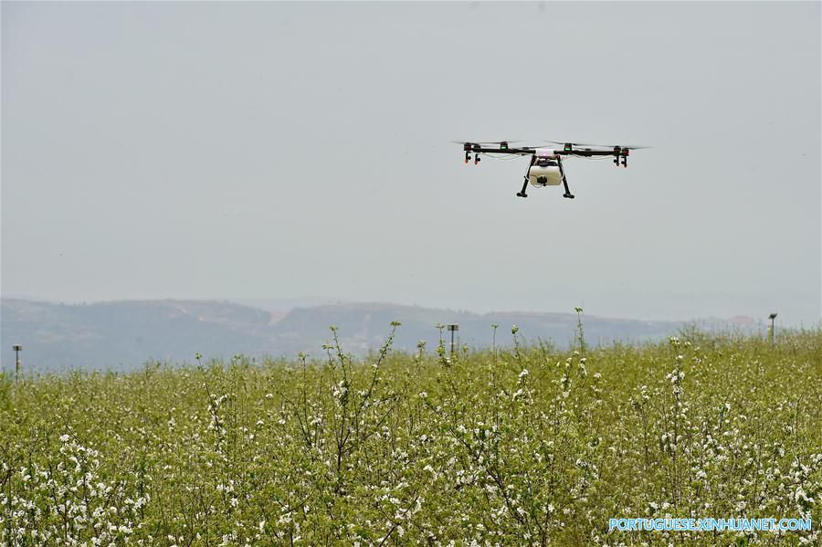 Drones utilizados para pulverizar pesticida no norte da China