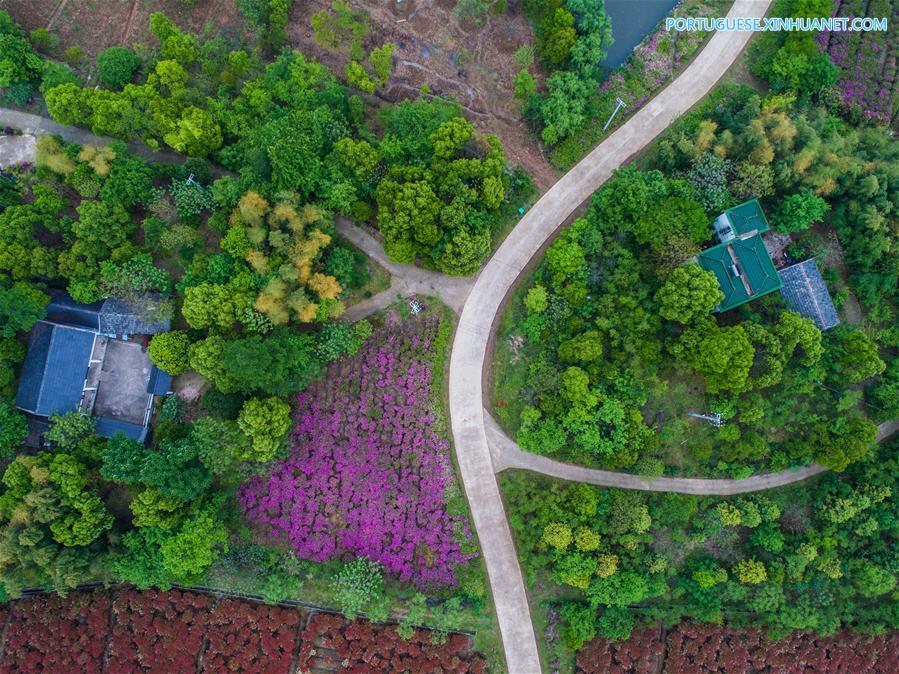 Flores de azaleia florescem em Zhejiang