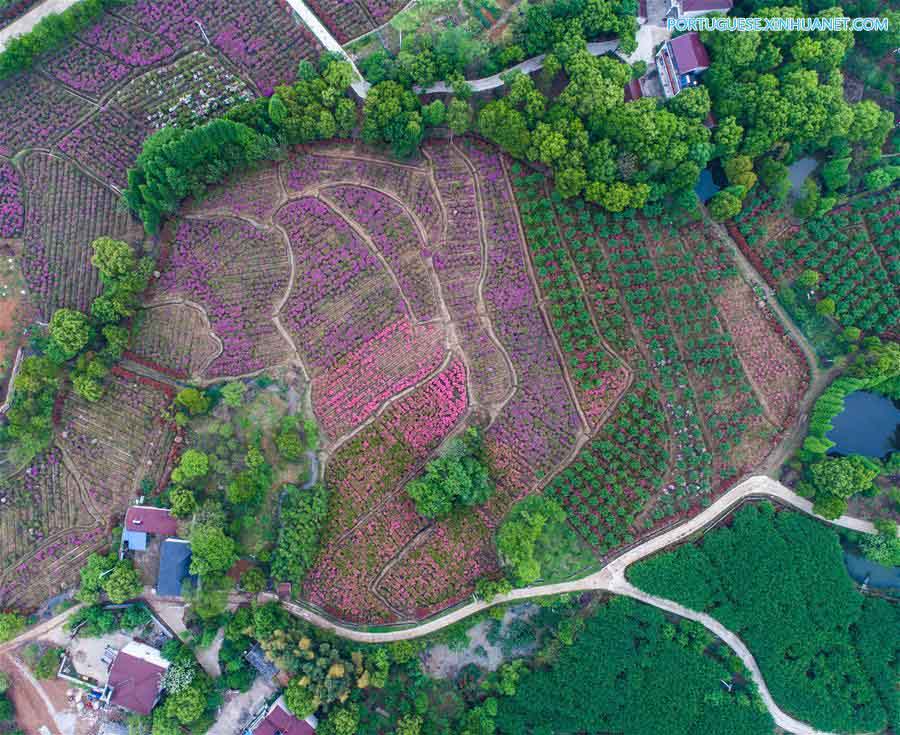 Flores de azaleia florescem em Zhejiang
